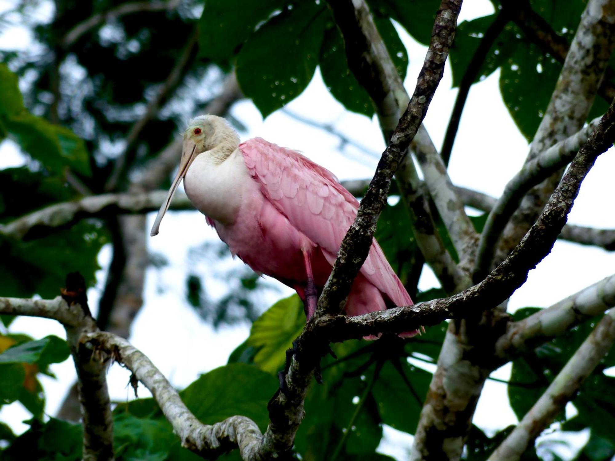 La Selva Eco-Lodge & Retreat Providencia エクステリア 写真